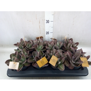 Kalanchoe humilis 'Surpris Desert'