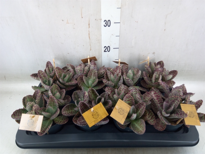 <h4>Kalanchoe humilis 'Surpris Desert'</h4>
