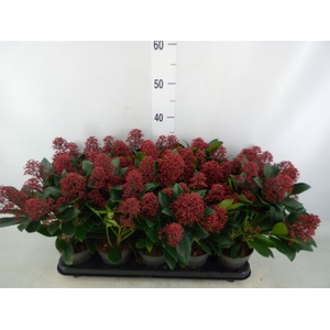 Skimmia jap. 'Rubella'