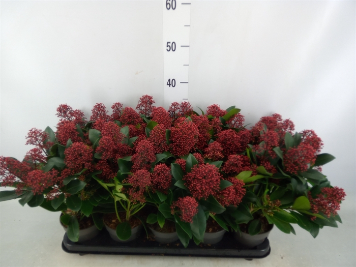 <h4>Skimmia jap. 'Rubella'</h4>