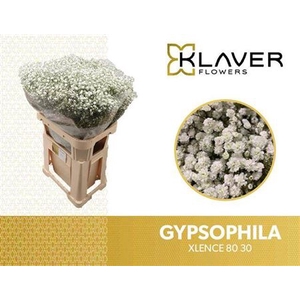 GYPS PA XLENCE - SO 80 30 STANDING