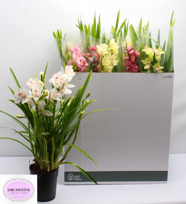 <h4>CYMB GEMENGD</h4>