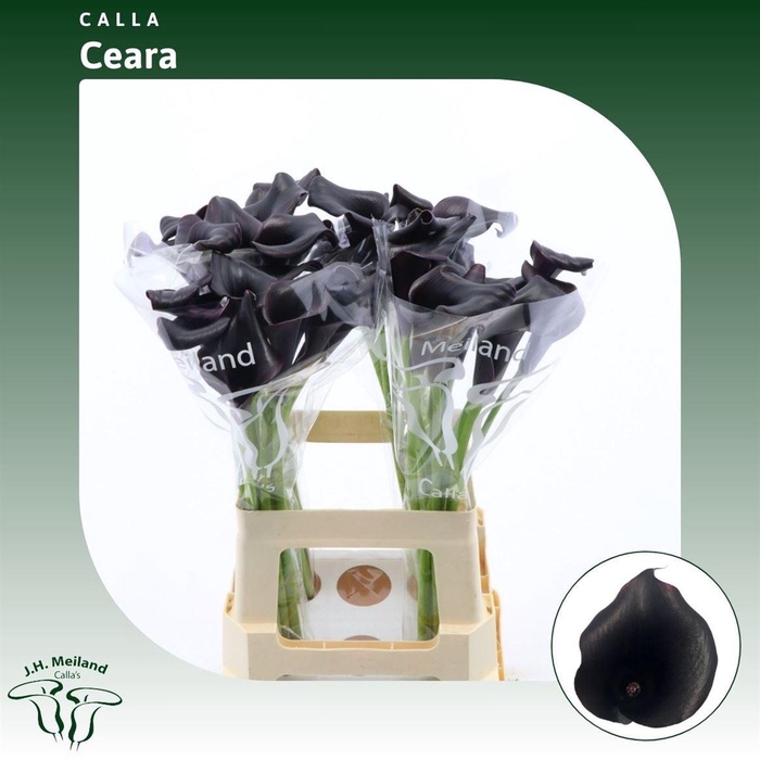 <h4>Calla Call Ceara</h4>