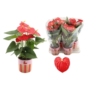 Anthurium 12 cm Esudo in Romee ceramics