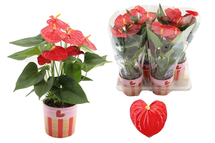 <h4>Anthurium 12 cm Esudo in Romee ceramics</h4>