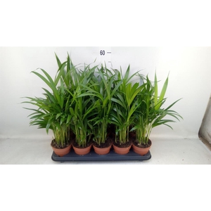 Dypsis lutescens   ...Chrysalidoca