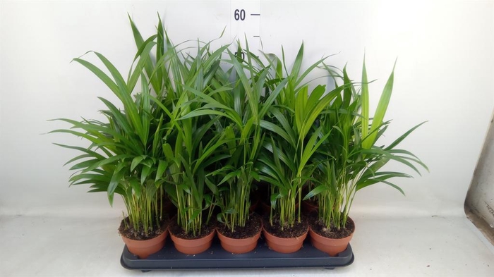 <h4>Dypsis lutescens   ...Chrysalidoca</h4>