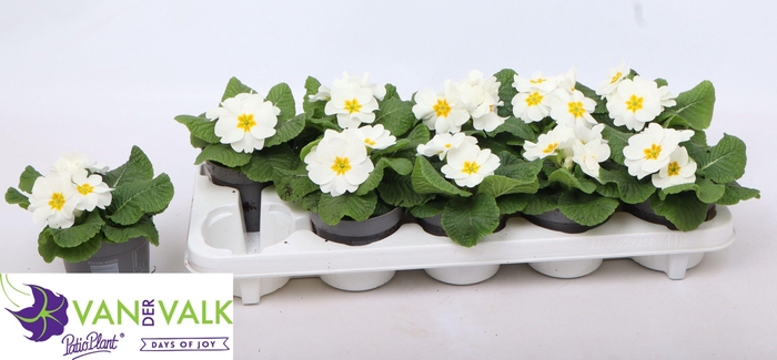 <h4>PRIM AC CAIRO WHITE</h4>