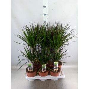 Dracaena   ...mix