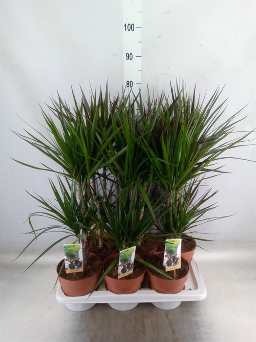 <h4>Dracaena   ...mix</h4>