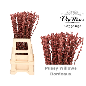 SALIX PUSSY WILLOW BORDEAUX