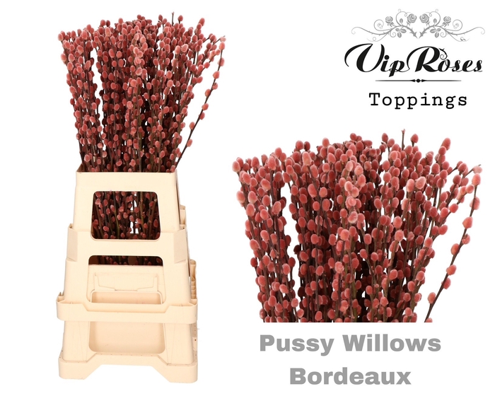 <h4>SALIX PUSSY WILLOW BORDEAUX</h4>