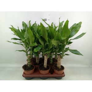 Dracaena frag. 'Steudneri'