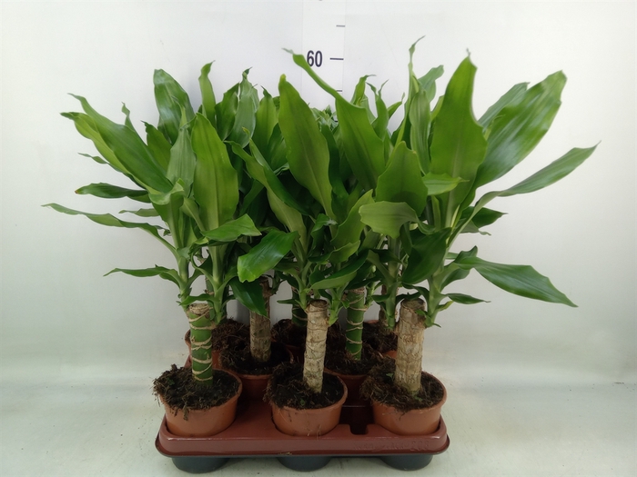 <h4>Dracaena frag. 'Steudneri'</h4>