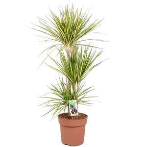 Dracaena marg. 'Sunray'