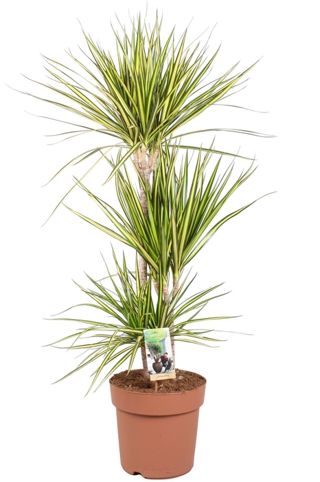 <h4>Dracaena marg. 'Sunray'</h4>