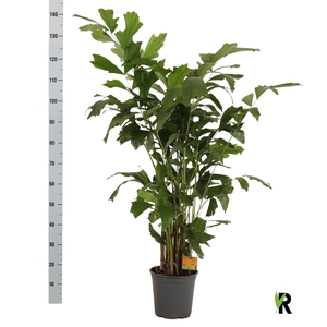 CARYOTA MITIS