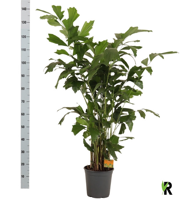 <h4>CARYOTA MITIS</h4>