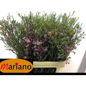 Chame Un Purple Pride