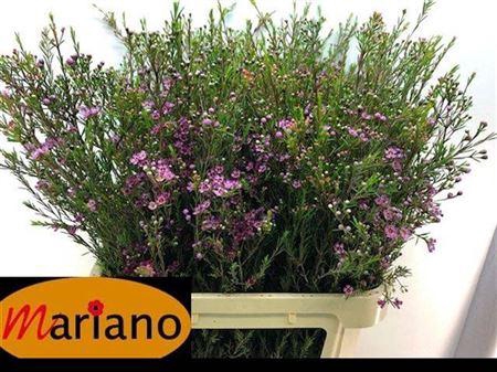 <h4>Chame Un Purple Pride</h4>