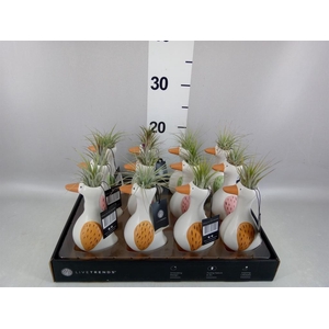 Arr.   Kamerplant Groen L%