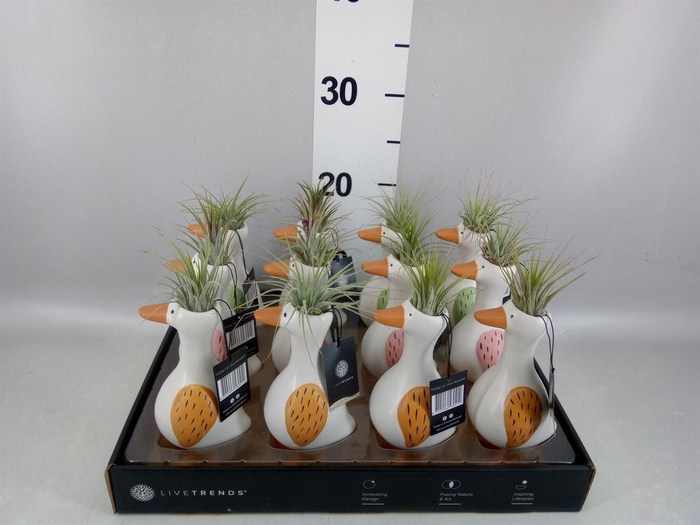 <h4>Arr.   Kamerplant Groen L%</h4>