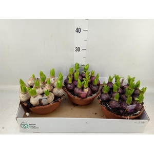 Hyacinthus orie. 'Pearl'  ...mix  3