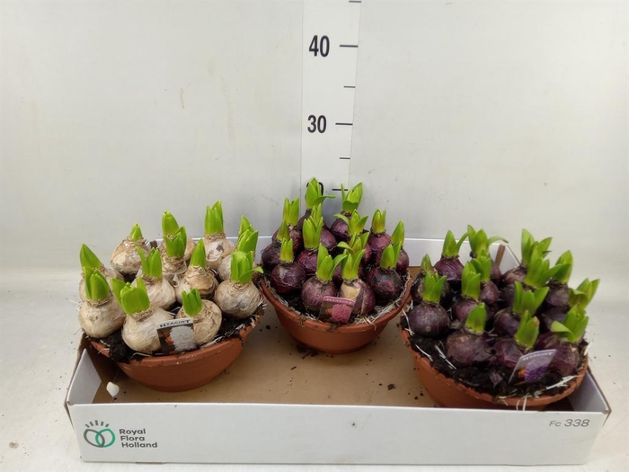 <h4>Hyacinthus orie. 'Pearl'  ...mix  3</h4>