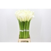 Zantedeschia Eydolls White