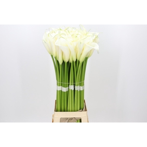 Zantedeschia Eydolls White