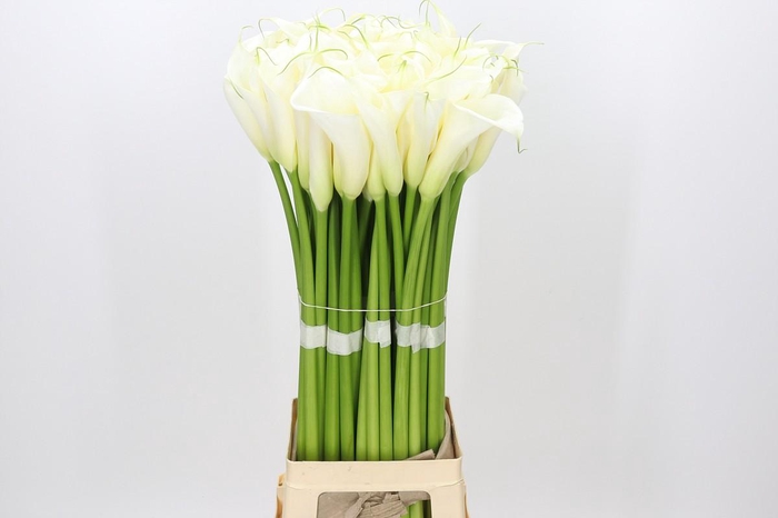 Zantedeschia Eydolls White