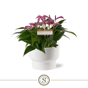 Athene Keramiek White - Zizou