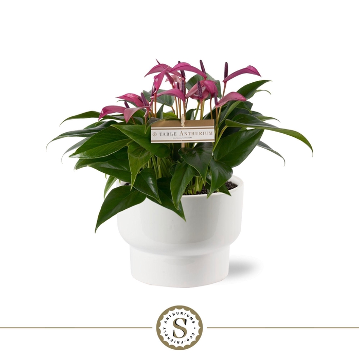 <h4>Athene Keramiek White - Zizou</h4>