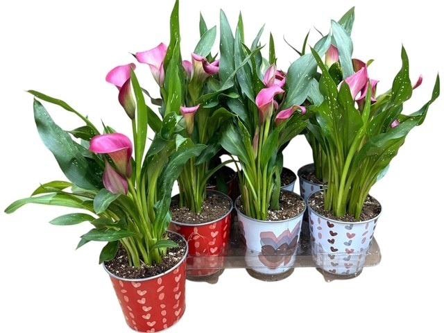 <h4>ARR ZANTEDESCHIA</h4>