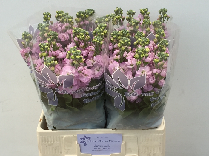 <h4>MATTH MATHILDA PINK</h4>