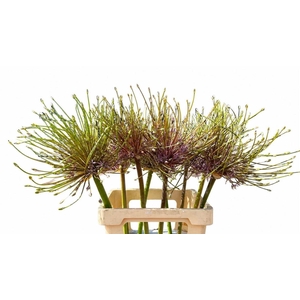 Allium Schubertii