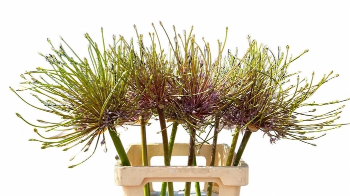 <h4>Allium Schubertii</h4>