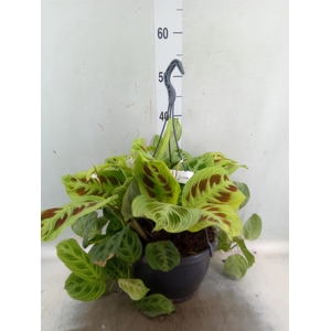 Maranta leuc. 'Fantasy'
