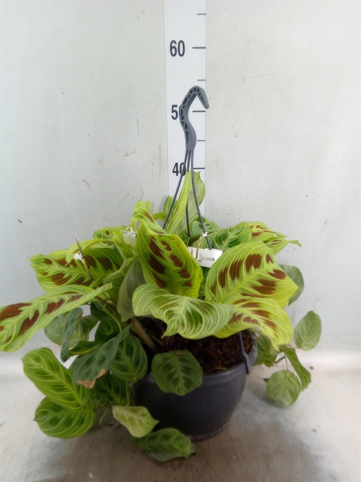 <h4>Maranta leuc. 'Fantasy'</h4>
