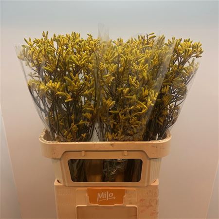 <h4>Anigoz Yellow</h4>