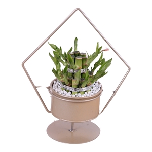 Lucky Bamboo Round 2Small in ø20cm Metal Gold Triangle Frame