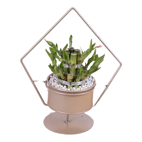 <h4>Lucky Bamboo Round 2Small in ø20cm Metal Gold Triangle Frame</h4>