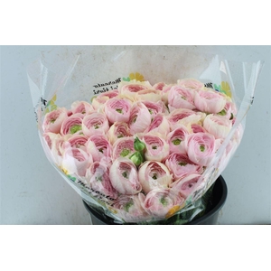 Ran Kloon Super Rosa