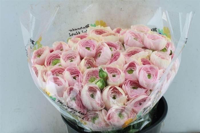 <h4>Ran Kloon Super Rosa</h4>