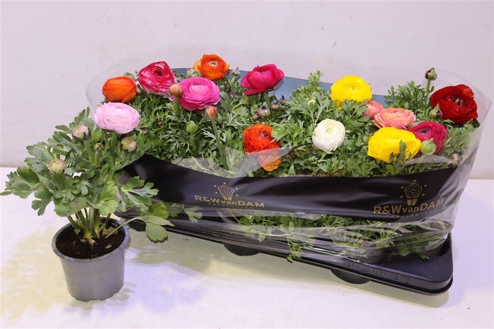 <h4>arr8 Ranun Ov</h4>