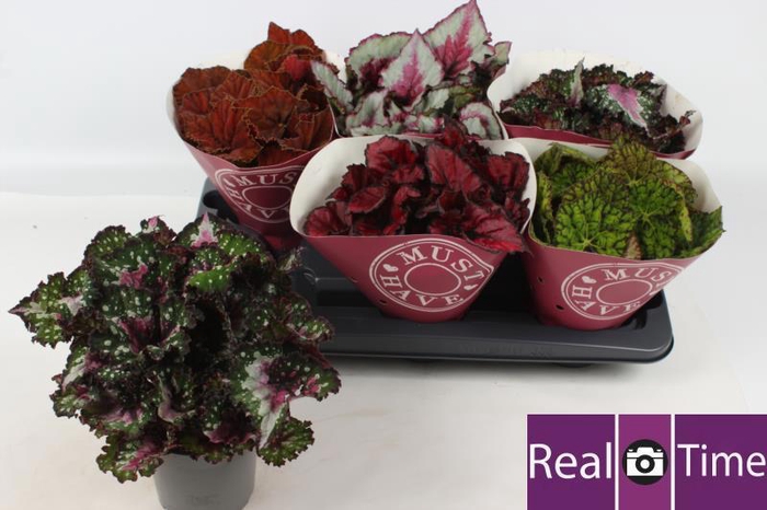 <h4>BEG BEL GEM</h4>