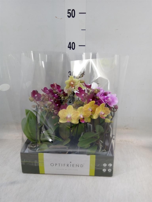<h4>Phalaenopsis multi. ...mix 5</h4>