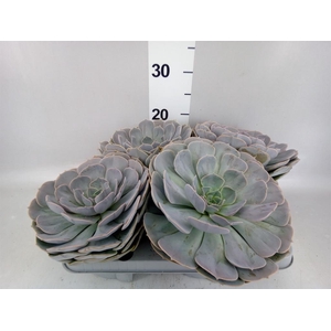 Echeveria  'Pollux'