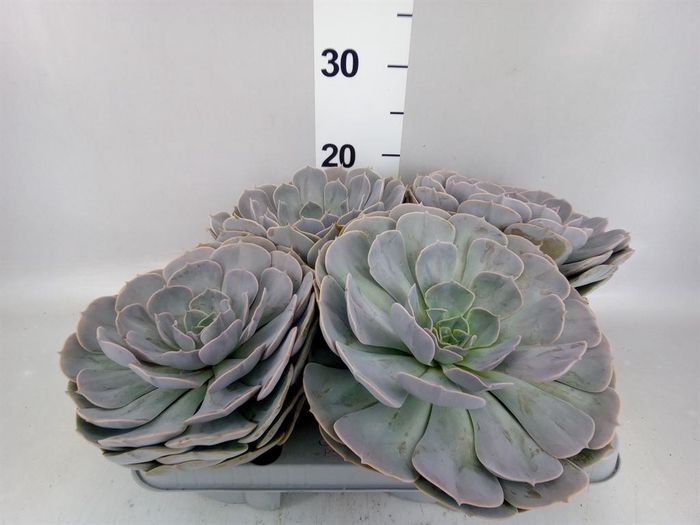 <h4>Echeveria  'Pollux'</h4>