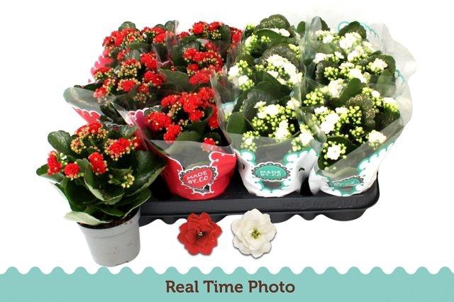 <h4>KALAN CALAN XMAS MIX P9 GLITTER</h4>